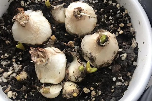 种植风信子的条件,要使用健康饱满的种球
