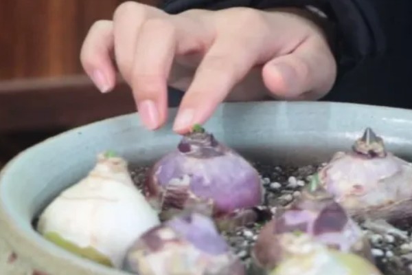种植风信子的条件,要使用健康饱满的种球