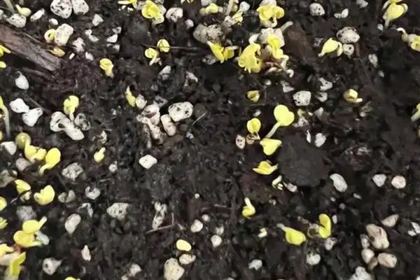 甜菜的种植注意事项,播种前先浸种