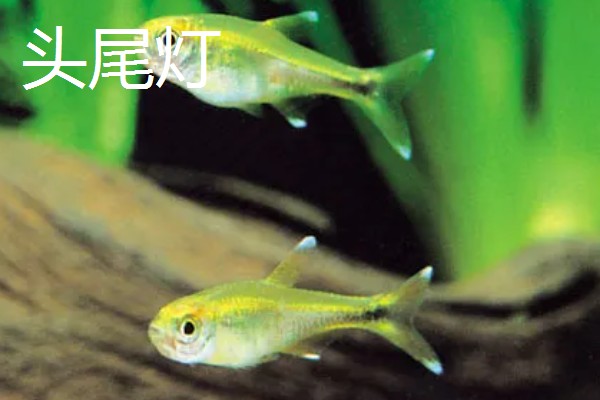 彩裙鱼的混养对象，可以和黑裙鱼、头尾灯等品种养在一起