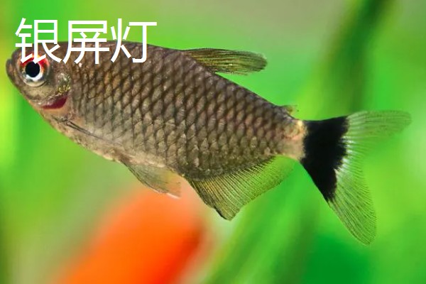 彩裙鱼的混养对象，可以和黑裙鱼、头尾灯等品种养在一起