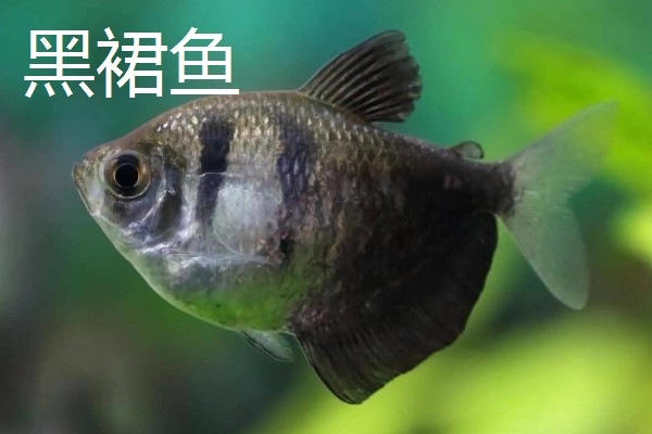 彩裙鱼的混养对象，可以和黑裙鱼、头尾灯等品种养在一起