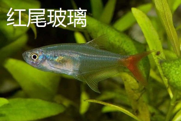 彩裙鱼的混养对象，可以和黑裙鱼、头尾灯等品种养在一起
