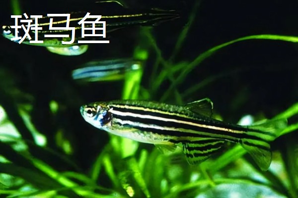 彩裙鱼的混养对象，可以和黑裙鱼、头尾灯等品种养在一起