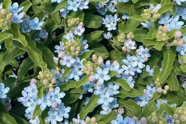 夏季家里养什么花合适，推荐琉璃苣、蓝星花等