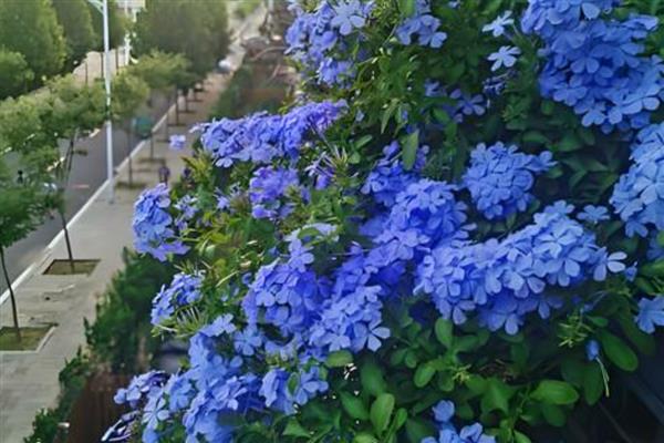 夏季家里养什么花合适，推荐琉璃苣、蓝星花等