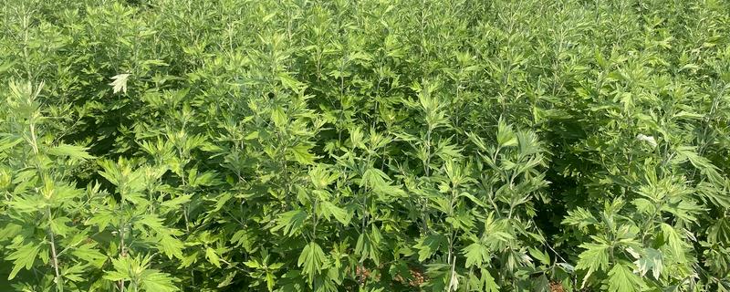 防蚊子的植物有哪些，有艾草、香叶天竺葵等