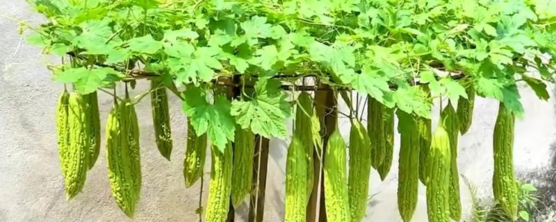 苦瓜如何盆栽，选择具备较好的透气性的容器种