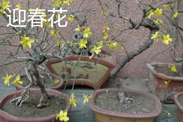 迎春花的象征，寓意追求希望、坚强勇敢等