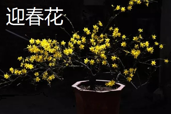 迎春花的象征，寓意追求希望、坚强勇敢等