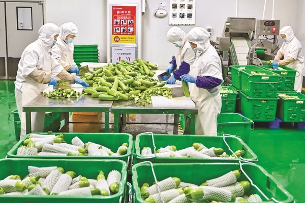 蔬菜类农产品有哪些污染途径，农药和肥料是蔬菜的污染途径