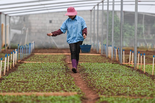蔬菜类农产品有哪些污染途径，农药和肥料是蔬菜的污染途径