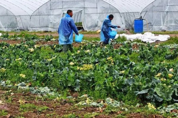 蔬菜类农产品有哪些污染途径，农药和肥料是蔬菜的污染途径