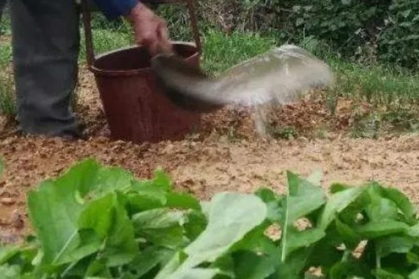 蔬菜类农产品有哪些污染途径，农药和肥料是蔬菜的污染途径