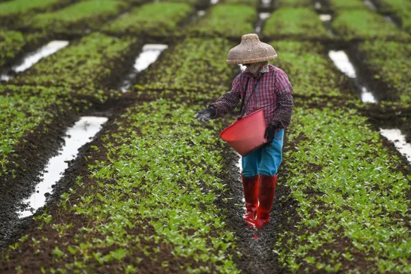 蔬菜类农产品有哪些污染途径，农药和肥料是蔬菜的污染途径