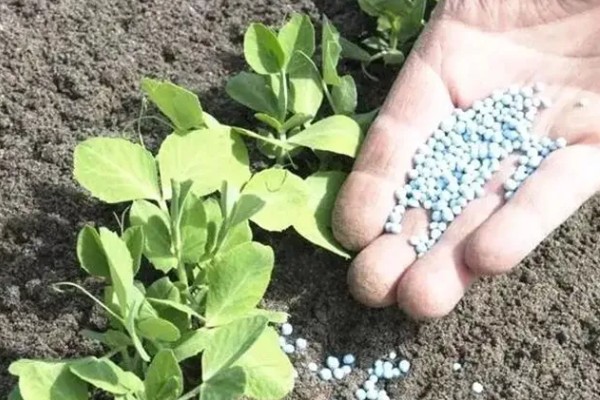 蔬菜类农产品有哪些污染途径，农药和肥料是蔬菜的污染途径