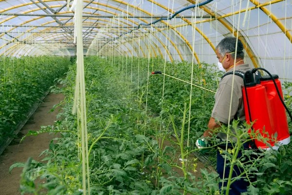 蔬菜类农产品有哪些污染途径，农药和肥料是蔬菜的污染途径