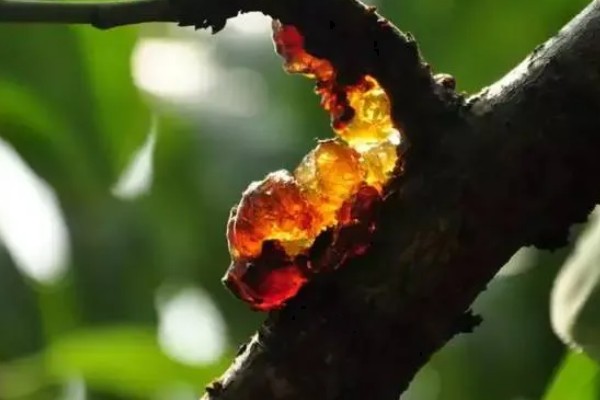 樱桃树分泌的胶可以吃吗,樱桃树胶不能吃