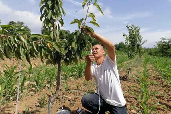 樱桃树分泌的胶可以吃吗,樱桃树胶不能吃