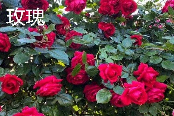 玫瑰和月季的区别,花色和花朵均不同