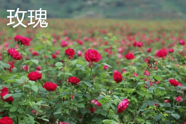 玫瑰和月季的区别,花色和花朵均不同