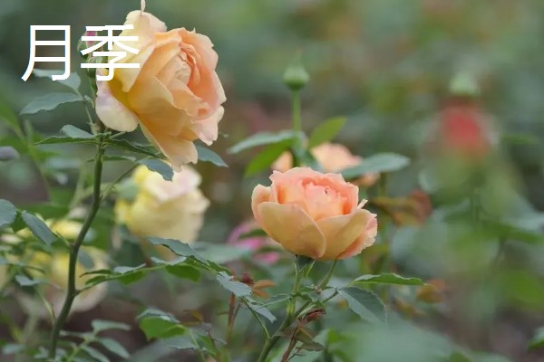 玫瑰和月季的区别,花色和花朵均不同