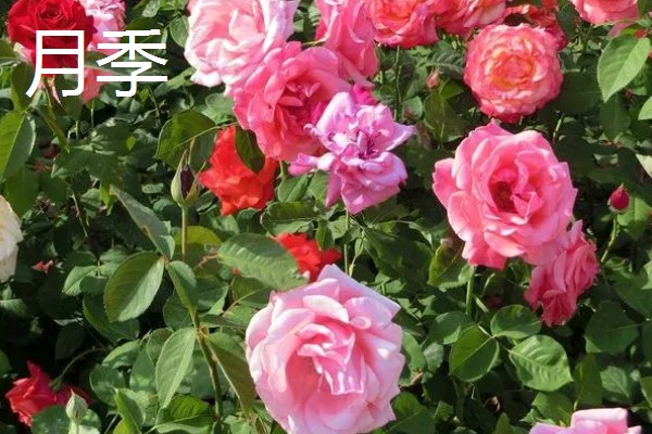 玫瑰和月季的区别,花色和花朵均不同
