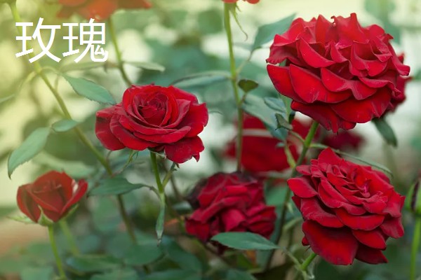 玫瑰和月季的区别,花色和花朵均不同