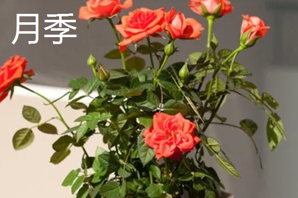 玫瑰和月季的区别,花色和花朵均不同
