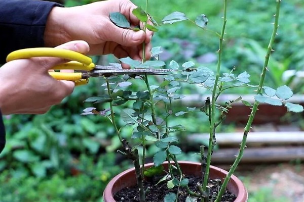玫瑰和月季的区别,花色和花朵均不同
