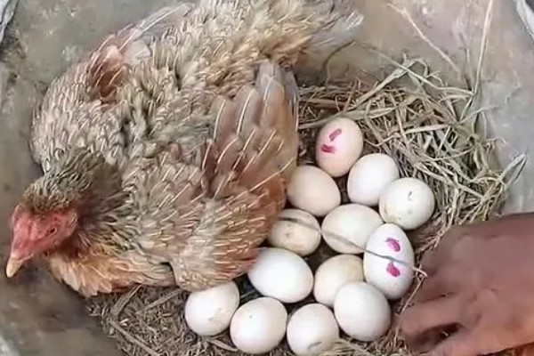 母鸡孵化小鸡要注意什么,把温度保持在35℃左右