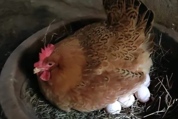 母鸡孵化小鸡要注意什么,把温度保持在35℃左右