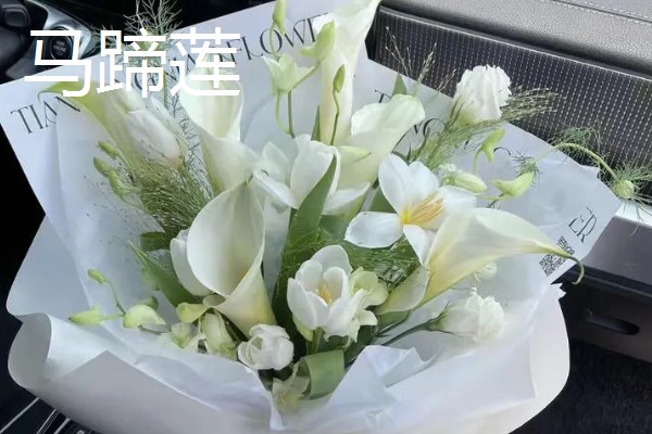 去墓地买什么花,推荐菊花、百合花等