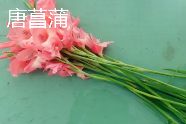 去墓地买什么花,推荐菊花、百合花等
