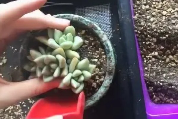 多肉植物怎么移植,先将腐烂和干枯的根系剪掉