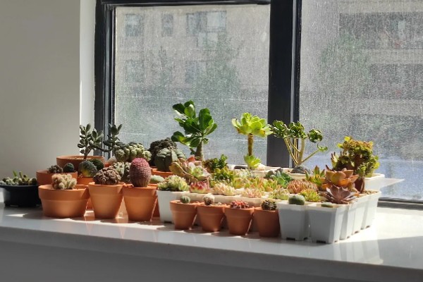 多肉植物怎么移植,先将腐烂和干枯的根系剪掉