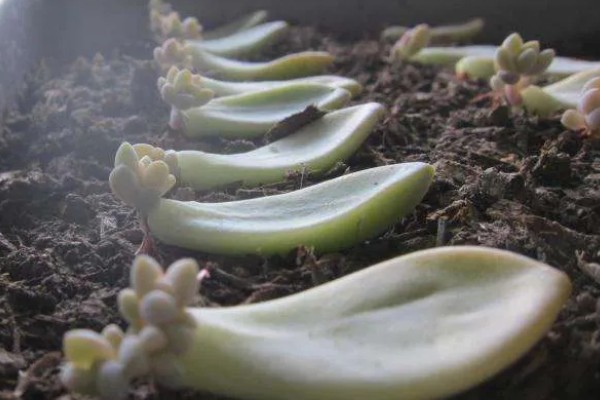 多肉植物怎么移植,先将腐烂和干枯的根系剪掉