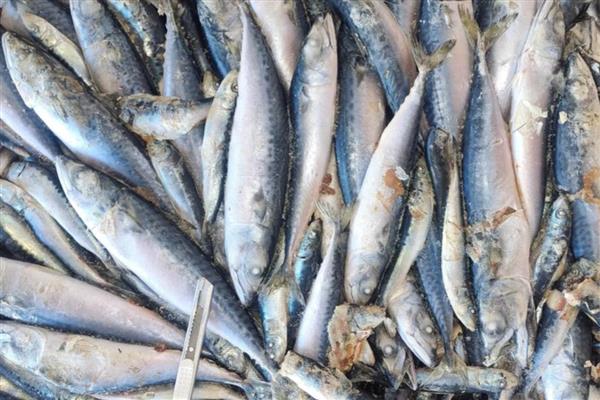 鳀鱼在中国的名称，具有海蜒、离水烂等别名