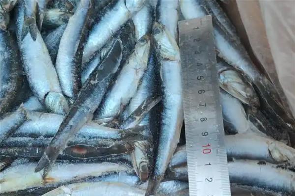 鳀鱼在中国的名称，具有海蜒、离水烂等别名