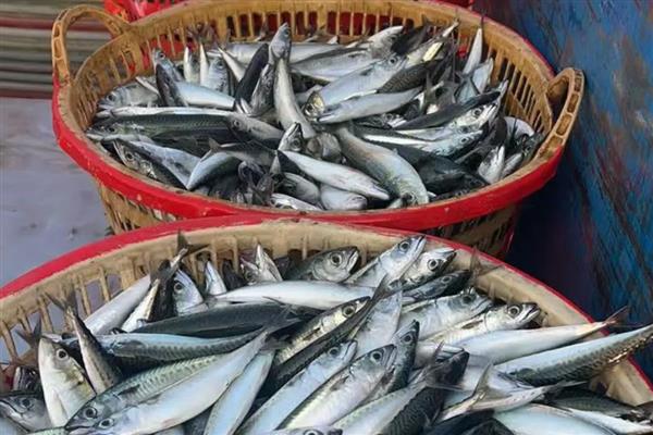 鳀鱼在中国的名称，具有海蜒、离水烂等别名