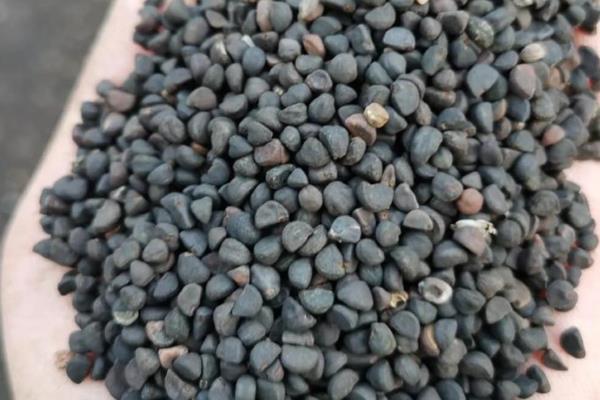 矮牵牛种子不发芽如何处理,可增加光照