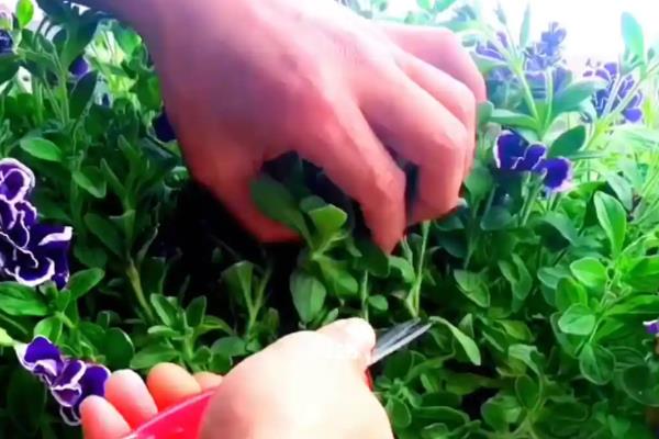 矮牵牛种子不发芽如何处理,可增加光照