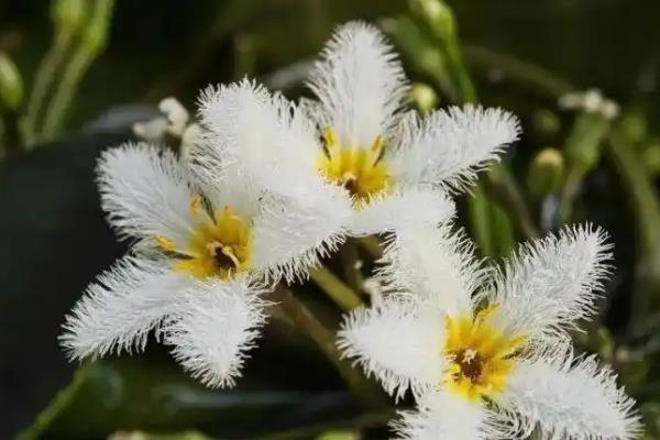 金银莲花如何分盆,需要使用分株法