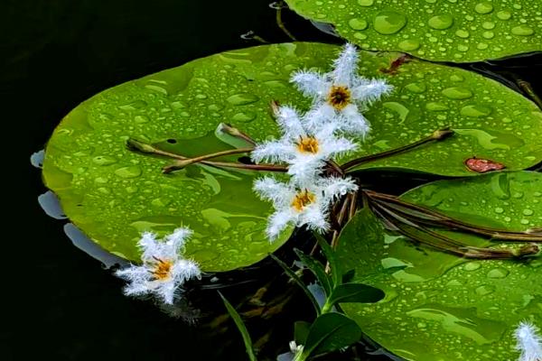 金银莲花如何分盆,需要使用分株法