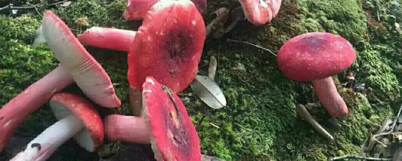 红菇的种类，有正红菇、毒红菇等