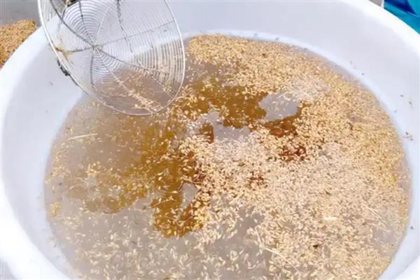 早稻浸种的催芽时间,可以在3月份左右进行