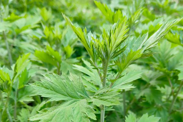 艾草有什么种类,分为艾蒿、香艾等品种