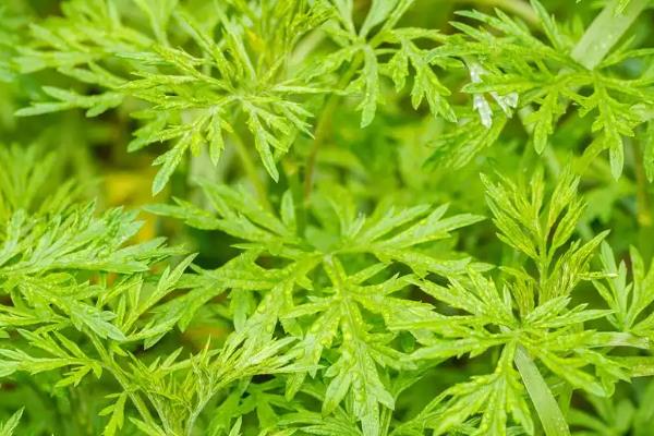 艾草有什么种类,分为艾蒿、香艾等品种