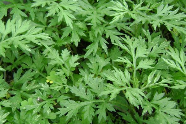 艾草有什么种类,分为艾蒿、香艾等品种