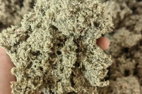 艾草有什么种类,分为艾蒿、香艾等品种
